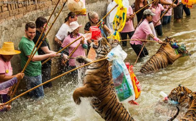 Kanchanaburi kentindeki tapınakta kalan kaplanların insanlara yakın ilgi göstermesi, ziyaretçileri hem şaşırtıyor hem de sevindiriyor.