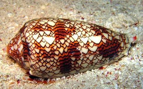 <p>&Ouml;rneğin, sahilde dolaşmaya &ccedil;ıktınız ve suyun i&ccedil;erisindeki g&uuml;zel g&ouml;r&uuml;nen kimi kabukları topluyorsunuz&hellip;</p>