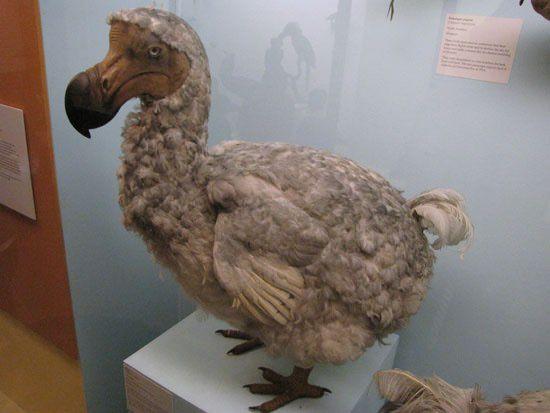 <p>İngilizcede kullanılan bazı deyimler; “As dead as a dodo” (bir dodo kadar ölü), şüphesiz, kesin bir biçimde bir şeyin ölü olduğunu ve “to go the way of dodo” (dodonun yolundan gitmek) ise yer yüzünden yok olmak, silinmek anlamına gelir.</p>
