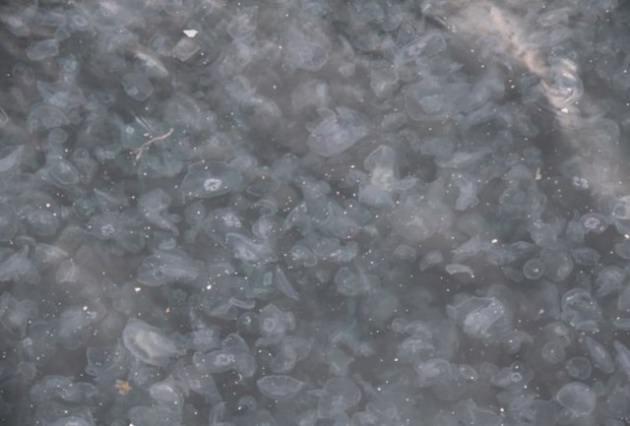 <p>Beşiktaş Kuru&ccedil;eşme Sahili'ne bu sabah balık tutmak i&ccedil;in gelen vatandaşlar sahil kenarında bir s&uuml;rprizle karşılaştı.</p>