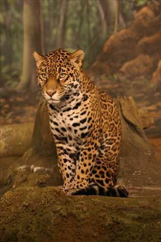 <p>Jaguar</p>