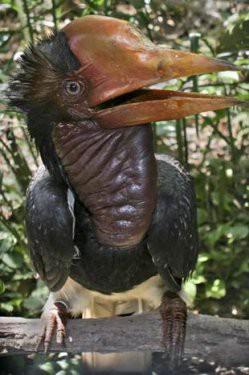 Miğferli Kakadu Guguksular (Cuculiformes) takımının, papağangiller familyasından, kül rengi, başı ve tepeliği kırmızı olan bir kuş türüdür. Mary River kaplumbağası gibi bu guguklu kuş türü de Avustralya'da yaşıyor. Aynı zamanda Malay yarımadası ve Sumatra'da da bu türle karşılaşmak mümkün. Meyveyle beslenen bu kuşun boyu ortalama bir metreyi buluyor