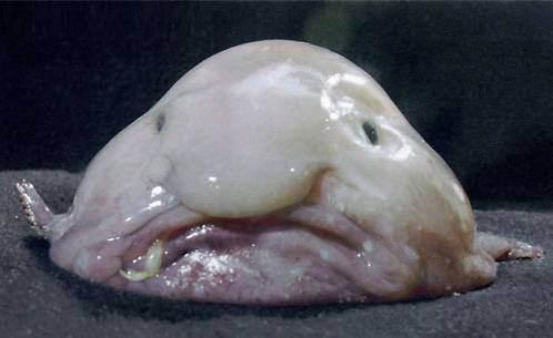 <p>Blobfish adlı bu yaratık Avustralya’da derin sularda yaşıyor.</p>