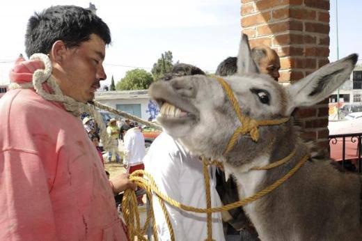 Yerel halk zanlıları sekiz saat boyunca eşek sudan gelene kadar d&ouml;v&uuml;p eşeklerle birlikte boyunlarından bağlayarak polise teslim etti.
