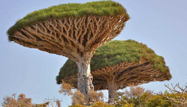 <p><strong>SOCROTA ADASI-YEMEN</strong><br />
Hint Okyanusu'nda bulunan Socrota adası dünyanın başka hiçbir yerinde bulunamayan bitki örtüsüyle öne çıkıyor. Fotoğraftaki ağaç koyu kırmızı bir reçine ürettiği için ejderha kanı ağacı olarak adlandırılmıştır.</p>
