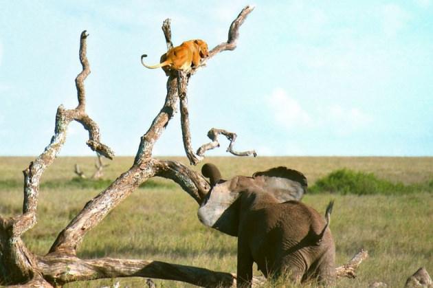 <p>Öfkeli filin gazabına uğrayan aslan kurtuluşu ağaca çıkmakta buldu.</p>