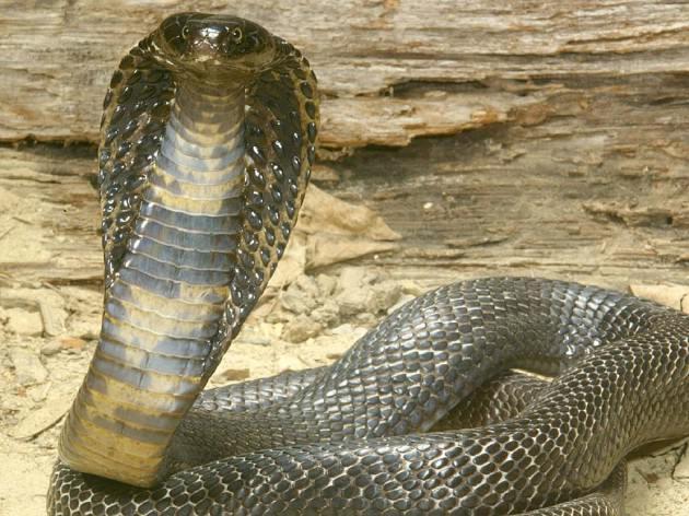 <p style="text-align: center;"><strong>Kral Kobra</strong></p> <p style="text-align: center;">D&uuml;nyanın en uzun zehirli yılanı. Bu yılanın tek bir ısırığı insanı &ouml;ld&uuml;rmeye yetiyor...</p>