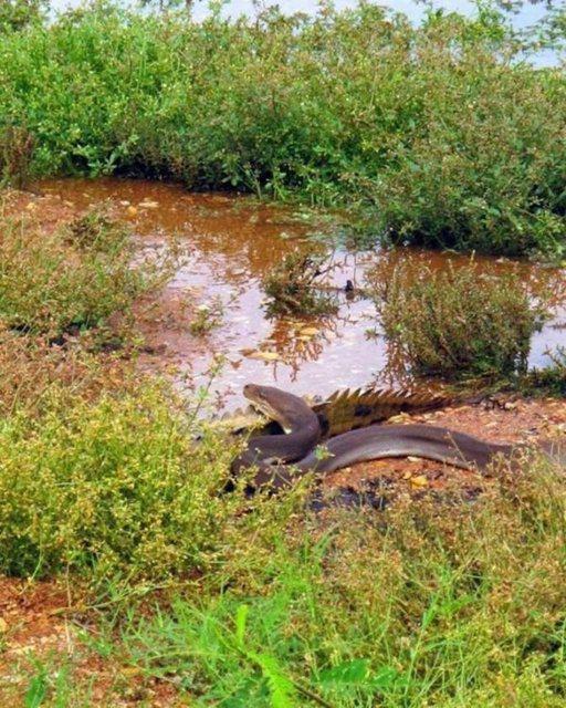 5 metre uzunluğundaki piton, yaklaşık 1.5 metre boyunda olan timsahı ani bir hareketle sarıp boğmaya başladı. 