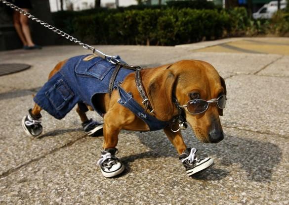 Stilinden taviz vermeyen Coffe adlı köpek Meksika`da yaşıyor