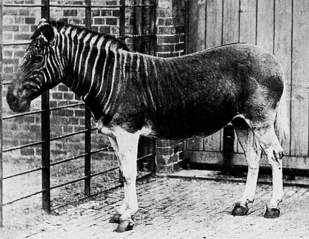 <p>Kuagga: Yarı zebra, yarı at (1883'den beri) Güney Afrika Cape vilayetinde ve Orange Free eyaletinde bir zamanlar bolca bulunan kuagga, zebranın bir alt türüdür. Vücudunun sadece ön bölümünde bulunan parlak çizgiler sayesinde diğer zebralardan kolaylıkla ayırt edilebilir. İsmi zebra anlamına gelen Khoikhoi kelimesinin söylenişinden gelir.</p>
