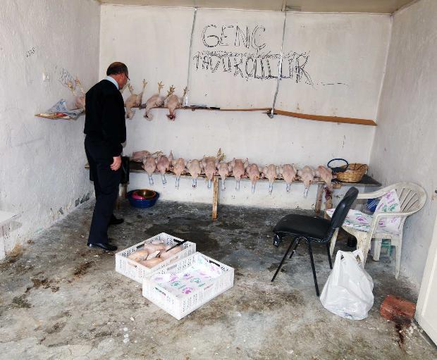 Şentepe Avcılar Mahallesi'nde tek katlı bir gecekondu i&ccedil;erisinde ka&ccedil;ak kesim yapan tavuk&ccedil;ulara baskın d&uuml;zenlendi. İşte o gecekondudan dehşet veren g&ouml;r&uuml;nt&uuml;ler...