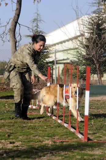 Merkezde saldırganlık, dayanıklılık ve eğitilebilirlik &ouml;zellikleriyle &ouml;ne &ccedil;ıkan Bel&ccedil;ika Malinois, Alman &Ccedil;oban K&ouml;peği, Alman Rottweiler, Kanada'nın Laprador Retriever, İngiliz Golden Retriever, Amerika'nın Cocker Spaniel, Alman Pointer, Alman Boxer ve Mersin'in Tarsus b&ouml;lgesine ait &Ccedil;atal Burun cinsi k&ouml;pekler eğitiliyor.