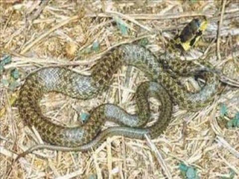   Deniz kobrası dünyanın en zehirli yılanıdır.