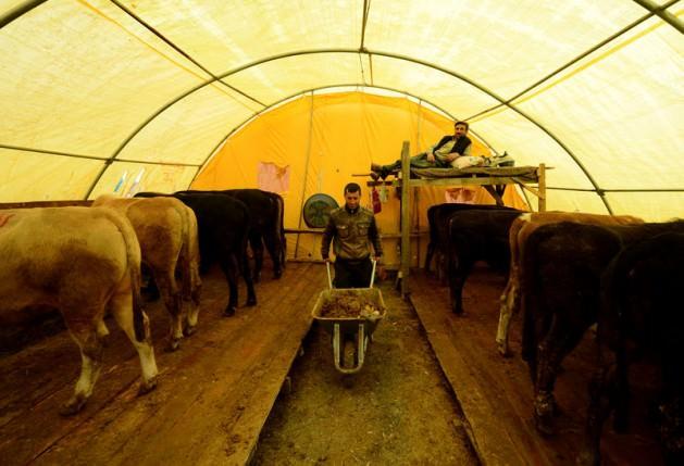 <p>Doğu ve İç Anadolu bölgelerinden İzmir'e gelen ve Yeşildere Hayvan Pazarı'nda kurbanlıklarını satmaya çalışanlar, koyun, dana, düve ve inek için kurdukları çadırlarda hayvanların arasında yaşıyor. Saman balyalarını yatak olarak kullanan besiciler, tuvalet ihtiyaçlarını ise bölgeye yakın bir camide gidermeye çalışıyor.</p>
