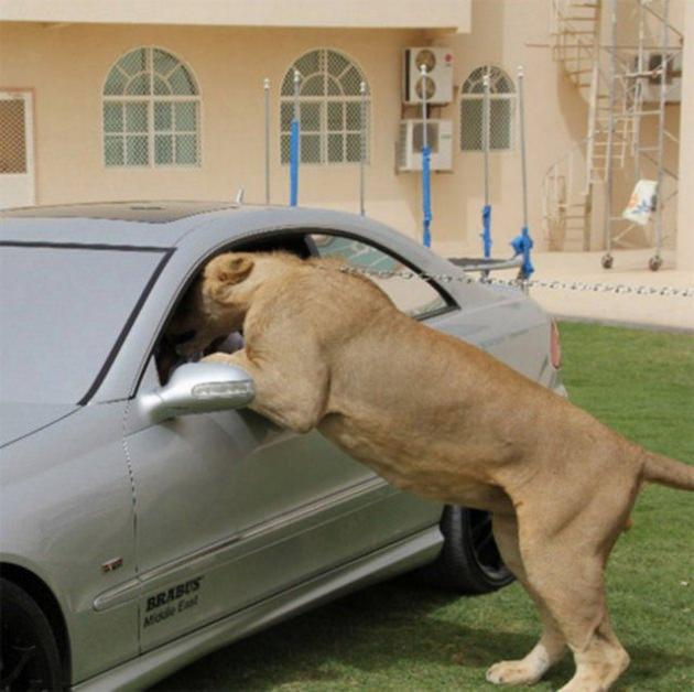 <p>Sahip oldukları aslan, kaplan ve leopar fotoğraflarını sosyal paylaşım siteleri üzerinden paylaşan kullanıcılar arasında, takipçi sayısı 250 bine ulaşanlar var.</p>