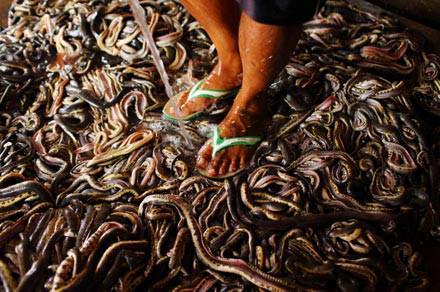 Bu mezbahadan alınan yılan derileri, ayakkabı, &ccedil;anya ya da aksesuar &uuml;reten firmalara satılıyor.