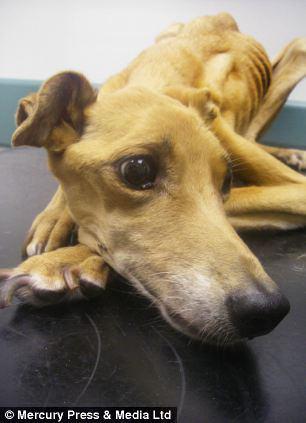 Fly isimli k&ouml;pek a&ccedil;lığa mahkum edilince normal ağırlığının yarısından fazlasını kaybetti. Zavallı k&ouml;peği tedavi altına alan veteriner ise g&ouml;rd&uuml;ğ&uuml; manzara karşısında şoke oldu.