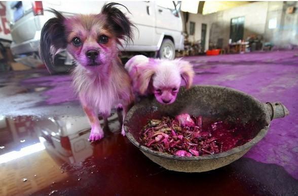 Bir araçtan dökülen pembe boya, sokak köpeklerini boyadı. Çin 