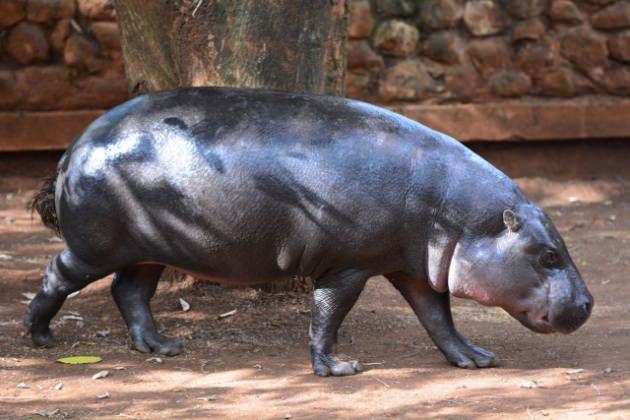 Vahşi yaşamı görmek için Kenya`ya gelen turist sayısı 1,5 milyonun üzerinde.