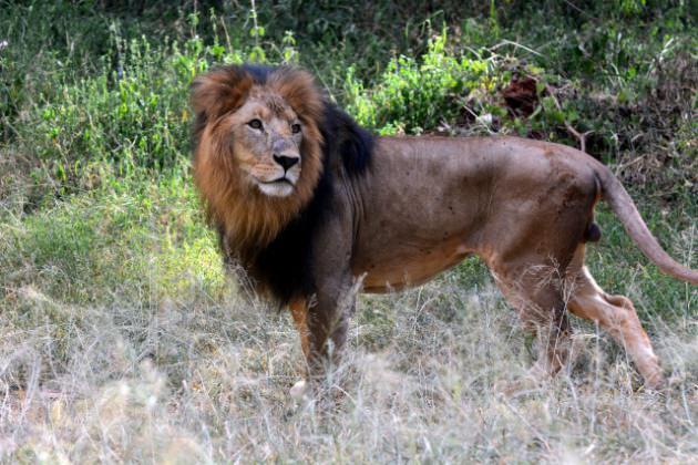 Nairobi Ulusal Parkı kendine has özellikleriyle turistlerin akınına uğrayan yerlerden biri.