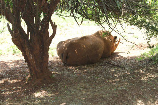 Nairobi Ulusal Parkı dünyada bir ülkenin başkentinde şehir merkezinin hemen yanı başında koruma altına alınmış tek ve eşsiz bir ekosistem olma özelliği taşıyor. Park başkent Nairobi`de şehir merkezine sadece 7 km.