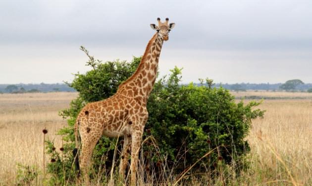 Vahşi yaşam parkında Siyah gergedan, aslan, leopar, çita, sırtlan, manda, Zürafa, zebra,antilop,timsah, ve 400`ün üzerinde kuş türü yaşıyor.