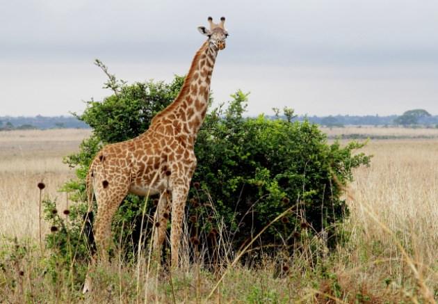 Nairobi`deki park turistler tarafından yoğun ilgi görüyor.