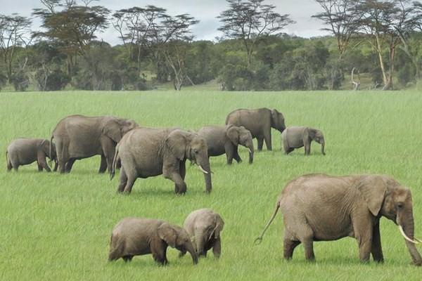 <p>Kenya</p>