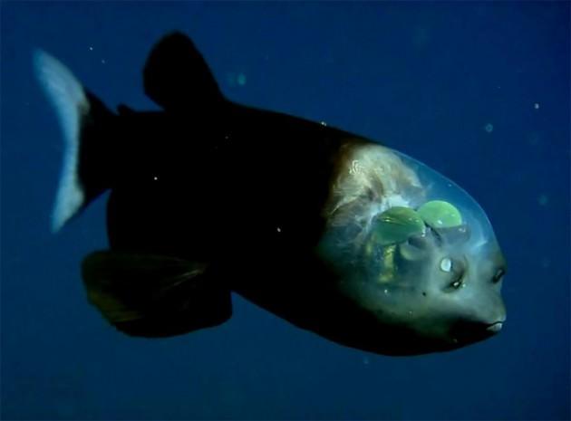 Pacific Barreleye: 1939'da keşfedilen balığın en önemli özelliği baş kısmının şeffaf olması ve yüzerken beyninin görülebilmesi. Teleskop biçiminde gözleri olan balığın başının içi tamamen görülebiliyor. Balığın gözleri, diğer balıkların aksine bir insanınki gibi yüzünün önünde yer alıyor.