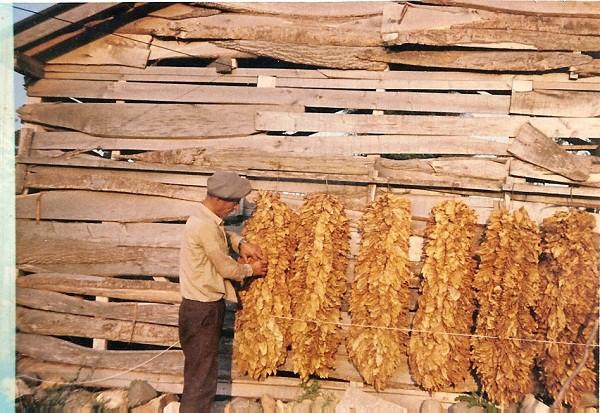 Tütün ürünleri imalatı: 131,71