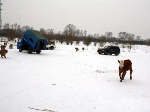 <p>&Ccedil;in&rsquo;in Harbin kenti yakınlarındaki Sibirya Kaplanları Orman Parkı, her g&uuml;n kaplanların yemek ziyafetine tanık olmak isteyen binlerce turisti ağırlıyor...</p>
