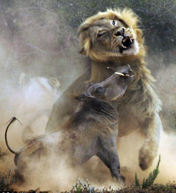 Avıyla karşı karşıya gelen aslan...