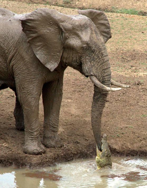 Filin hortumunu ısıran timsah, bu seferki avını yutamayacağını kısa s&uuml;rede anladı.