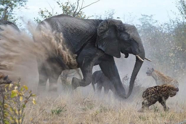 <p>Botswana'da &ccedil;ekilen bu fotoğraflar, tam 18 sırtlanın saldırısına uğrayan yavrusunu kurtarmaya &ccedil;alışan anne filin dramatik m&uuml;cadelesini yansıtıyor.Anne fil, yavrusunun etrafını sarıp &uuml;zerine atılmaya &ccedil;alışan sırtlanlara duraksamadan saldırdı.Sırtlanları hortumuyla yakalayıp fırlatan anne, sonunda yavrusunu kurtardı.T&uuml;m bu m&uuml;cadele sırasında yavru fil kuyruğunu kaybetse de, annesinin sayesinde hayatta kalabildi.</p>
