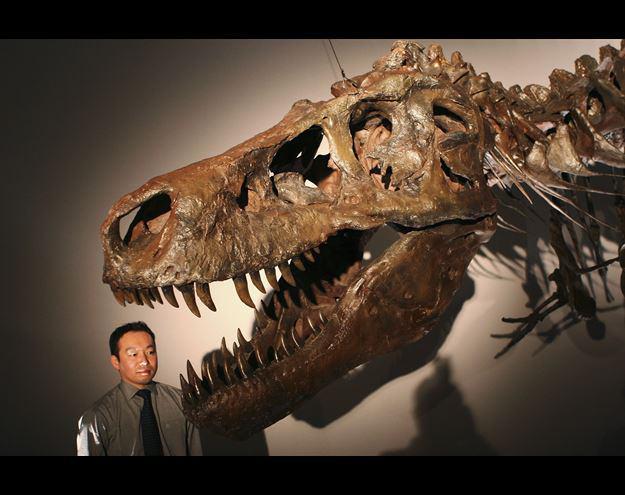 <p>Tyrannosaurus</p>

<p>Tyrannosaurus, Jura Devri'nin sonları (150 milyon yıl &ouml;nce) ile Kretase Devri'nin sonları (65 MY&Ouml;) arasında yaşamış avcı bir dinozor cinsi.</p>
