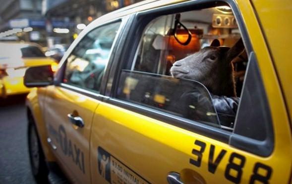 Bir mağaza açılışı organizasyonuna giden Kakao adlı 3 yaşındaki keçinin taksiyle New York yolculuğu. 