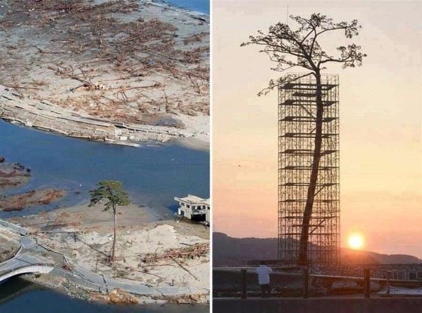 <p>Japonya'da 2011'deki tsunami felaketinde 70 bin ağaçtan oluşan ormanda ayakta kalan tek ağaç, abide haline getirildi.</p>

<p> </p>
