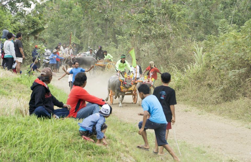 <p>Buffaloların rengarenk süslendiği bu geleneksel yarışlar, Bali'de 1930 yılında bu yana düzenleniyor.</p>
