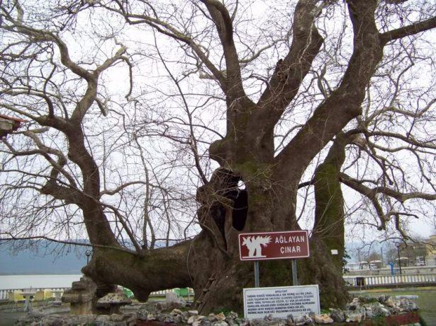 <p>741 yaşındaki ağlayan Çınar.. Çınara bu isim gövdesinde bu mevsimde akmaya başlayan özsuyu yüzünden verilmiş.</p>

<p> </p>
