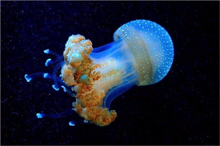 <p>Derin denizde yaşayan bu deniz anası, sanki başka bir gezegenden gelmiş gibi görünüyor.</p>

<p> </p>
