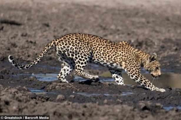 <div>Fotoğraf safarisinde görüntülenen bu leoparın avını yakaladığı anlar kameralara da yansıdı.</div>
<div> </div>