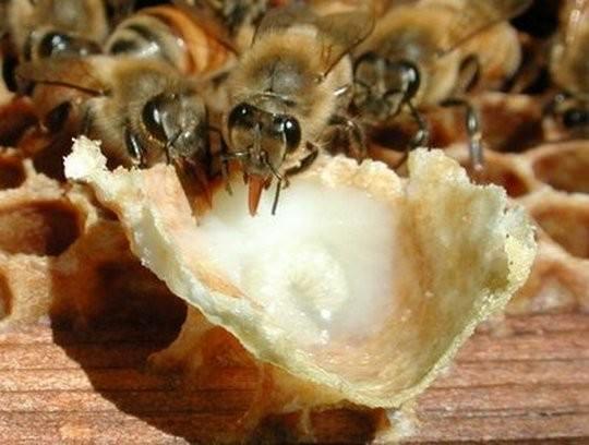 <p>Merhem olarak da kullanılan arı sütü insan cildinin güzelleşmesinde inanılmaz etkiler gösteriyor. Çilt hastalıklarının dermanı olan arı sütü kozmetik sektörünün de baştacı.</p>