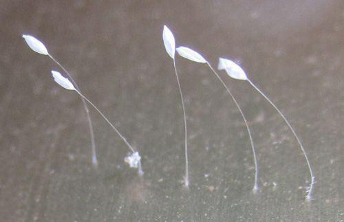 <p>Bitkilerin üzerinde parazit olarak yaşadığı öğrenilen çiçeğin sap uzunluğu 5 ile 7 milimetre arasında değişiyor.</p>