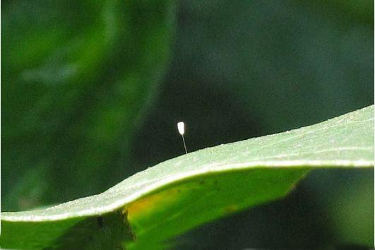 <p>Dünyada bugüne kadar sadece 17 adet 'udumbara' tespit edildiği biliniyor.</p>