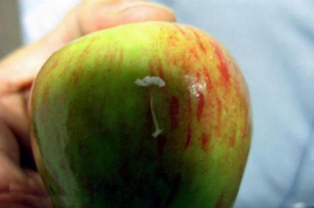 <p>Abant İzzet Baysal Üniversitesi Fen - Edebiyat Fakültesi Biyoloji Bölümü Öğretim Üyesi Yrd. Doç. Dr. İsmail Eker, elmanın üzerinde görülen Udumbara (Avatar) çiçeği olarak lanse edilen organizmanın aslında bir böceğe ait yumurtalar olduğunu söyledi.</p>