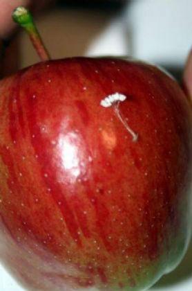 <p>Elma üzerinde yaptığım mikroskop incelemelerinde organizmanın klorofil taşımadığını ve spor oluşturmadığını gözlemledim diyen Eker, 'Sonuçta hiçbir bitki ve mantar yapısına uymadığını belirledim.' dedi.</p>