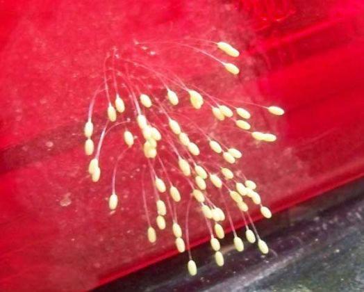 <p>Eker, 'daha sonra bir böceğin yumurtası olabileceği ihtimali üzerine araştırmalar yaptım. Sonuç olarak, bu yapının Chrysoperla carnea'nın yumurtaları olduğu kanaatine vardım.' diyerek sözlerini noktaladı.</p>