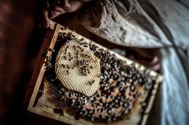 Bu merkezlerde &ccedil;alışanlar arıların gelen hastaları sokmasını sağlayarak tedavi ediyor.