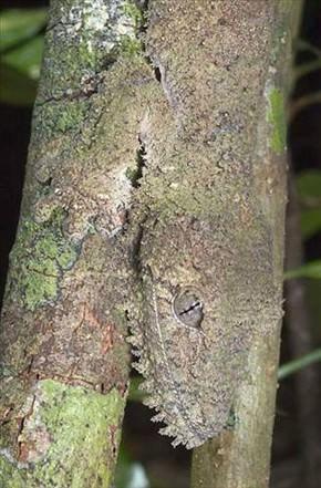 <p>Tırmandığı ağacın gövdesiyle adeta bütünleşen bir tür kertenkele olan gekoyu ağaçtan ayırmak son derece zor.</p>
