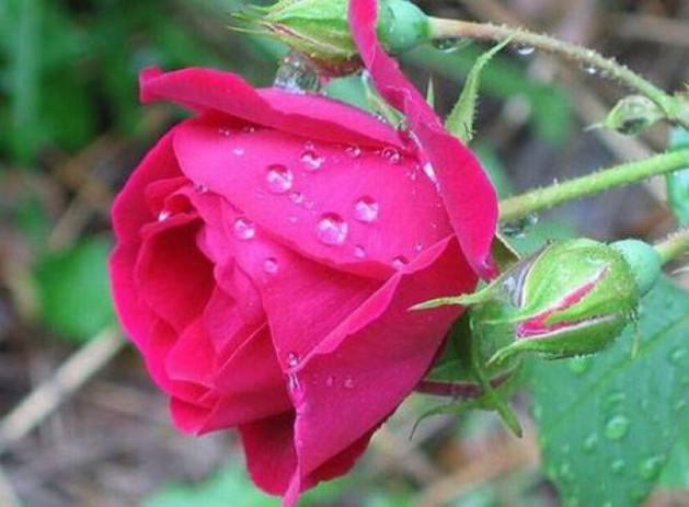 <p>GÜL (PEMBE): "Arkadaşımsın."</p>
